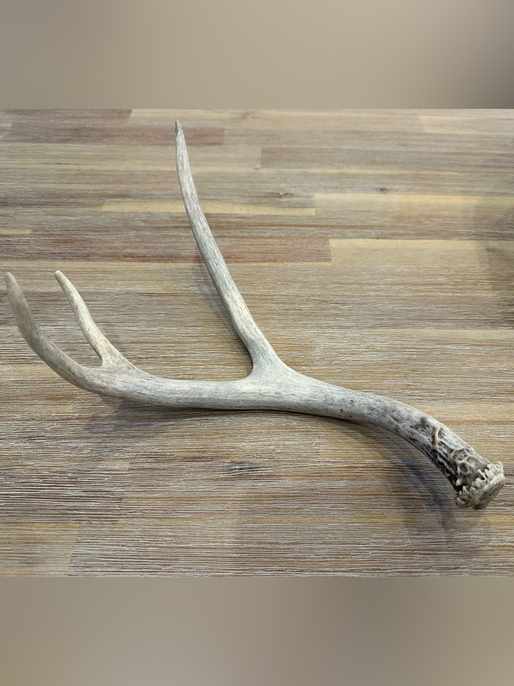 Natural Jackson Hole Deer Shed Antler – 12 Inch Hard White Deer Horn Accent⁠